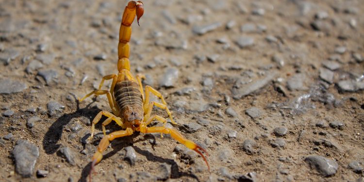 Ações simples garantem proteção em casa contra pragas urbanas e animais peçonhentos