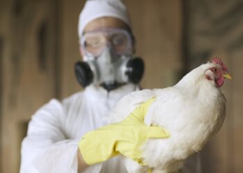 h9n2:-menor-cepa-do-virus-da-gripe-aviaria-preocupa-cientistas