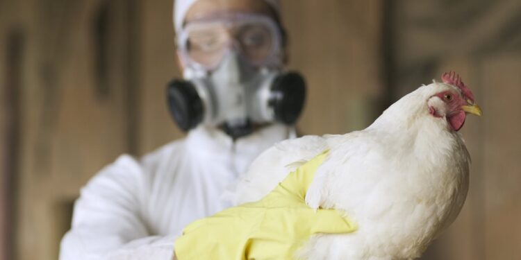 h9n2:-menor-cepa-do-virus-da-gripe-aviaria-preocupa-cientistas
