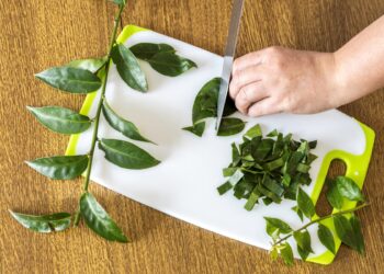 ora-pro-nobis:-quais-beneficios-e-quantidade-ideal-de-folhas-por-dia?