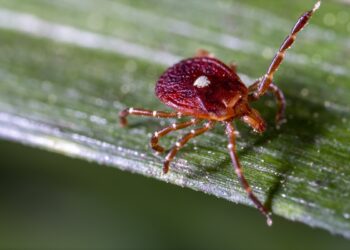primeira-morte-por-alergia-a-carne-causada-por-carrapato-e-confirmada