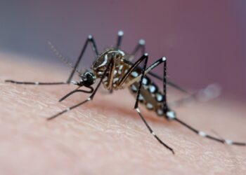 mosquito-da-dengue-aprende-a-ignorar-repelente,-sugere-nova-pesquisa