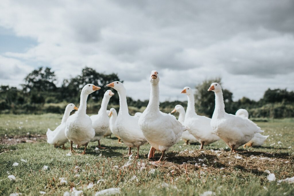 lula-sanciona-lei-que-proibe-venda-e-consumo-de-foie-gras-no-brasil