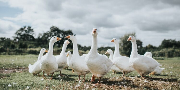 lula-sanciona-lei-que-proibe-venda-e-consumo-de-foie-gras-no-brasil