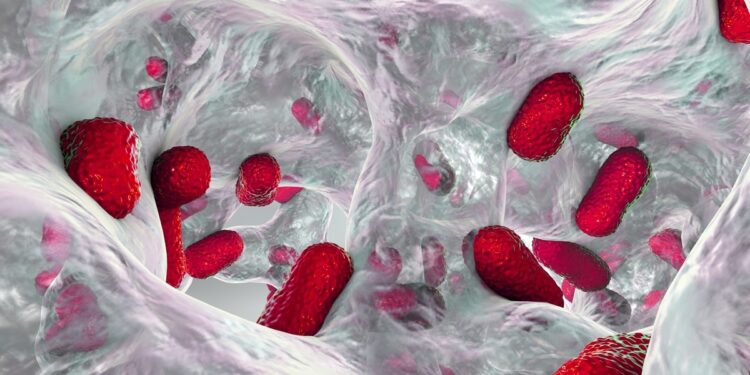estudo-alerta-para-transmissao-de-superbacteria-entre-pets-e-humanos