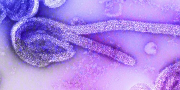 uganda-e-declarada-livre-do-ebola-enquanto-surto-segue-no-congo
