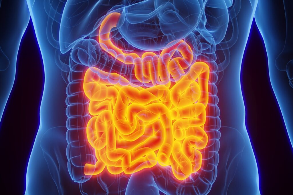 intestino-envia-sinais-que-podem-ajudar-o-cerebro-a-guardar-memorias