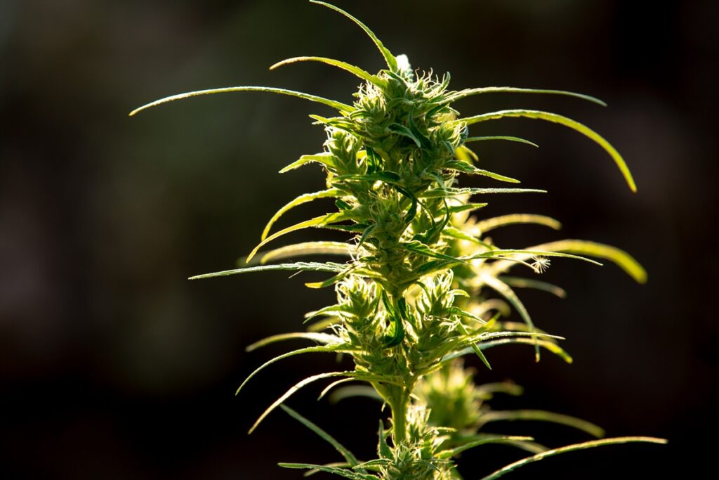 composto-da-cannabis-e-eficaz-no-tratamento-do-estresse-pos-traumatico