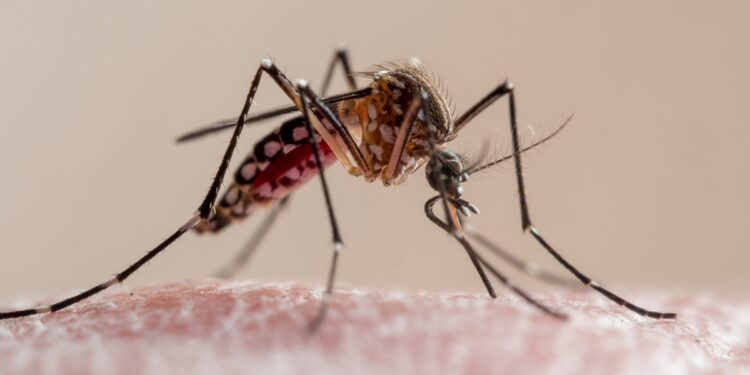 estudo-mostra-que-parasita-da-malaria-adquiriu-resistencia-a-remedios
