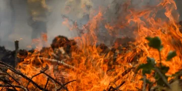 incendios-no-df:-saiba-quem-acionar-ao-identificar-fogo-em-areas-de-vegetacao