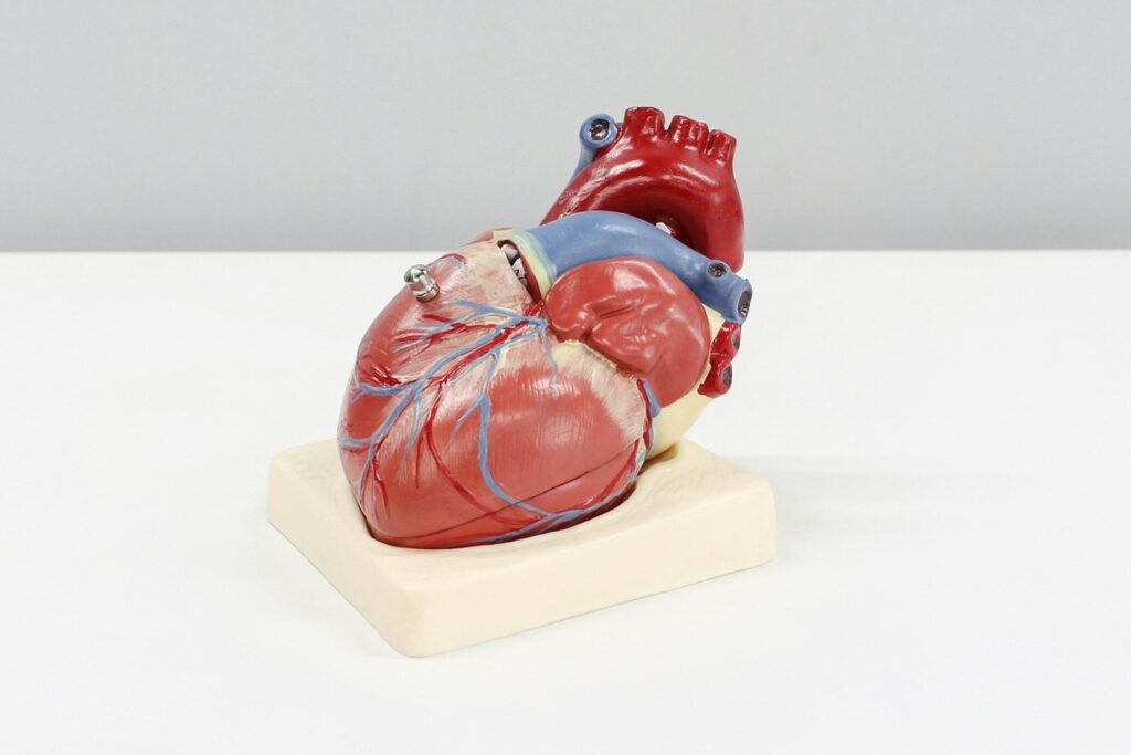 estudo-cria-modelo-de-coracao-em-laboratorio-para-testar-condicao-cardiaca
