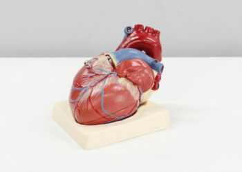 estudo-cria-modelo-de-coracao-em-laboratorio-para-testar-condicao-cardiaca