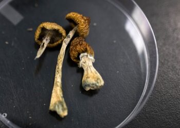 psilocibina-pode-impedir-dano-nos-nervos-causado-pela-quimioterapia