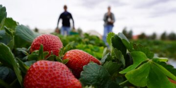 30a-festa-do-morango-celebra-producao-de-brazlandia-e-aproxima-agricultores-dos-consumidores
