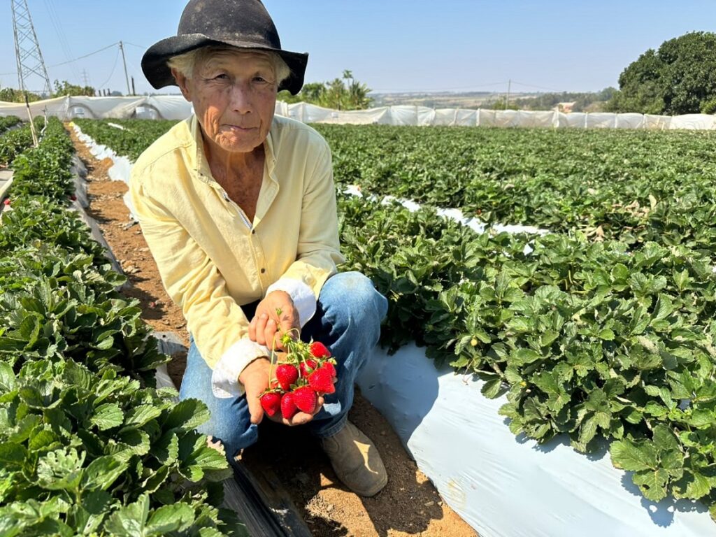morango-no-df-atravessa-geracoes-com-tradicao-e-novas-tecnologias