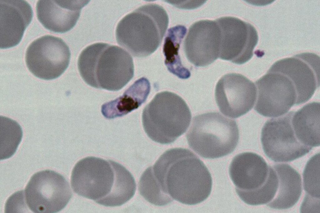 parasita-da-malaria-usa-melatonina,-o-hormonio-do-sono,-para-se-desenvolver