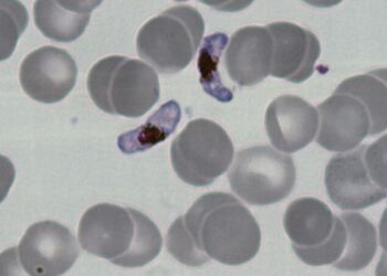 parasita-da-malaria-usa-melatonina,-o-hormonio-do-sono,-para-se-desenvolver