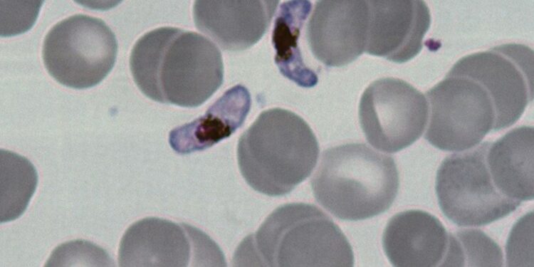 parasita-da-malaria-usa-melatonina,-o-hormonio-do-sono,-para-se-desenvolver