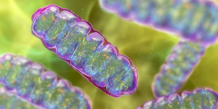 proteina-encontrada-nos-musculos-pode-ser-novo-alvo-contra-diabetes-tipo-2